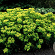 Euphorbia polychroma 'Senior' GM P9