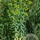 Euphorbia lathyris GM P9