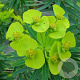 Euphorbia lathyris GM P9