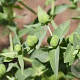 Euphorbia lathyris GM P9