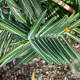 Euphorbia lathyris GM P9
