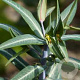 Euphorbia lathyris GM P9