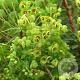 Euphorbia martini GM P9