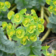Euphorbia myrsinites GM P9