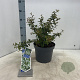 Prunus incisa 'Kojou-no-mai' 30-40 cm 5,0L