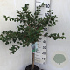 Prunus incisa 'Kojou-no-mai' 60 cm stam 5,0L