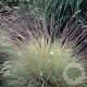Festuca amethystina GM P9