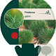 Festuca gautieri GM P9