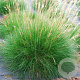 Festuca gautieri GM P9