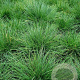 Festuca gautieri GM P9