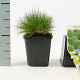 Festuca gautieri GM P9