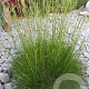 Festuca gautieri GM P9