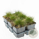 Festuca gautieri 'Pic Carlit' GM P9