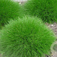 Festuca gautieri 'Pic Carlit' GM P9