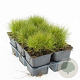 Festuca gautieri 'Pic Carlit' GM P9