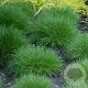 Festuca gautieri 'Pic Carlit' GM P9