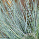 Festuca glauca GM P9