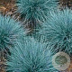 Festuca glauca GM P9