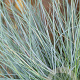 Festuca glauca GM P9