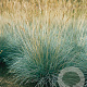 Festuca glauca GM P9