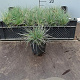 Festuca glauca 'Blaufuchs' GM P9