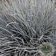 Festuca glauca 'Eisvogel' GM P9
