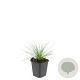 Festuca glauca 'Elijah Blue' GM P9