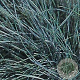 Festuca glauca 'Elijah Blue' GM P9