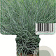 Festuca glauca 'Elijah Blue' GM P9