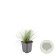Festuca glauca 'Elijah Blue' GM P9