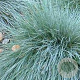 Festuca glauca 'Elijah Blue' GM P9