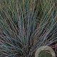 Festuca glauca 'Uchte' GM P9