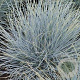 Festuca glauca 'Uchte' GM P9