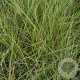 Festuca mairei GM P9