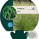 Festuca mairei GM P9