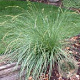 Festuca mairei GM P9