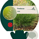 Festuca ovina GM P9