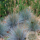Festuca Glauca hogger GM P9