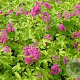 Filipendula purpurea GM P9