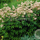 Filipendula purpurea 'Elegans' GM P9