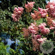 Filipendula r. 'Venusta' GM P9