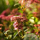 Filipendula r. 'Venusta' GM P9