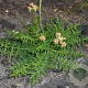 Filipendula vulgaris 'Multiplex' GM P9