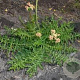 Filipendula vulgaris 'Multiplex' GM P9