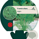 Foeniculum vulgare GM P9