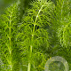 Foeniculum vulgare GM P9