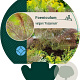 Foeniculum vulgare 'Purpureum' GM P9