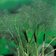 Foeniculum vulgare 'Purpureum' GM P9