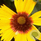 Gaillardia 'Bremen' GM P9