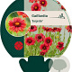 Gaillardia 'Burgunder' GM P9